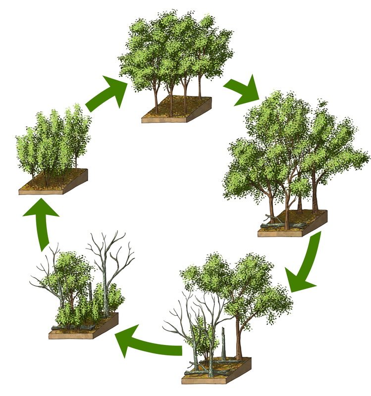Cycle de régénération de la forêt